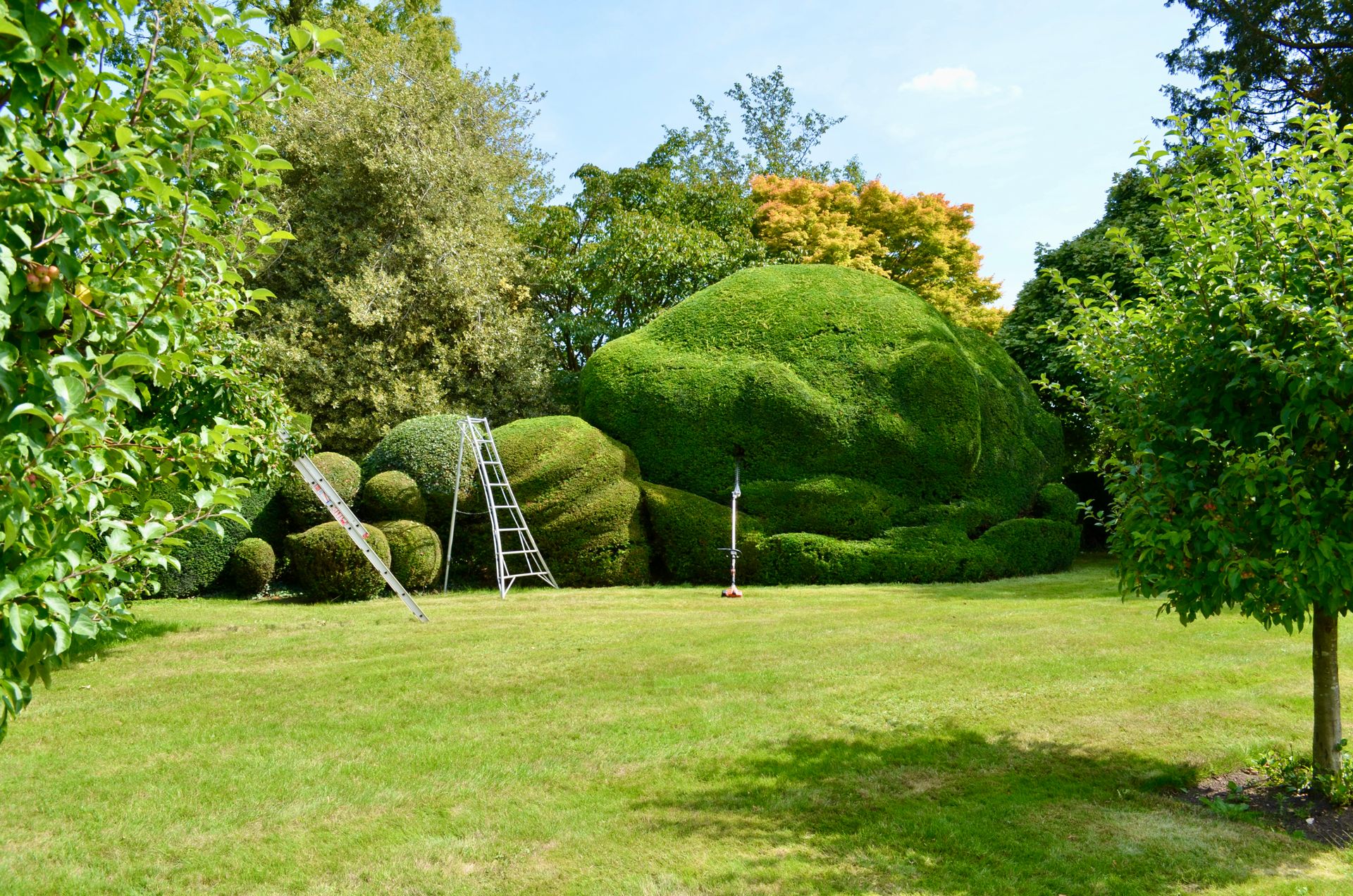 Sculpted hedges mid-trim with ladder and trimmer on the lawn