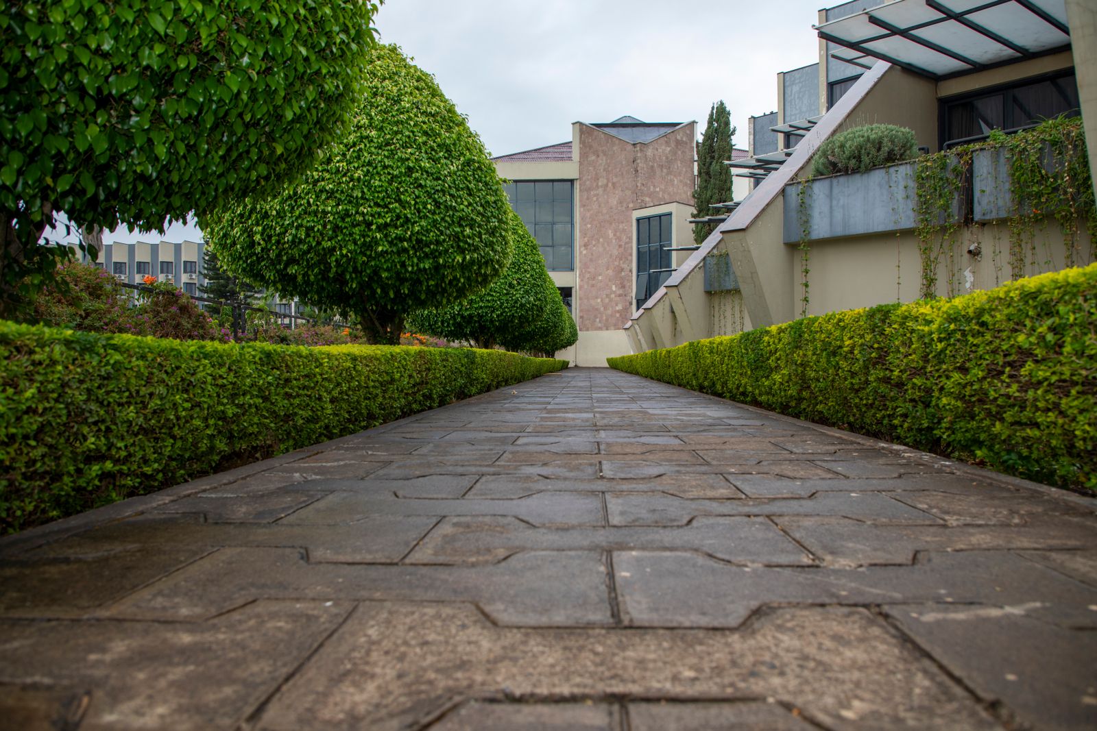 Walkway lined with neatly trimmed hedges