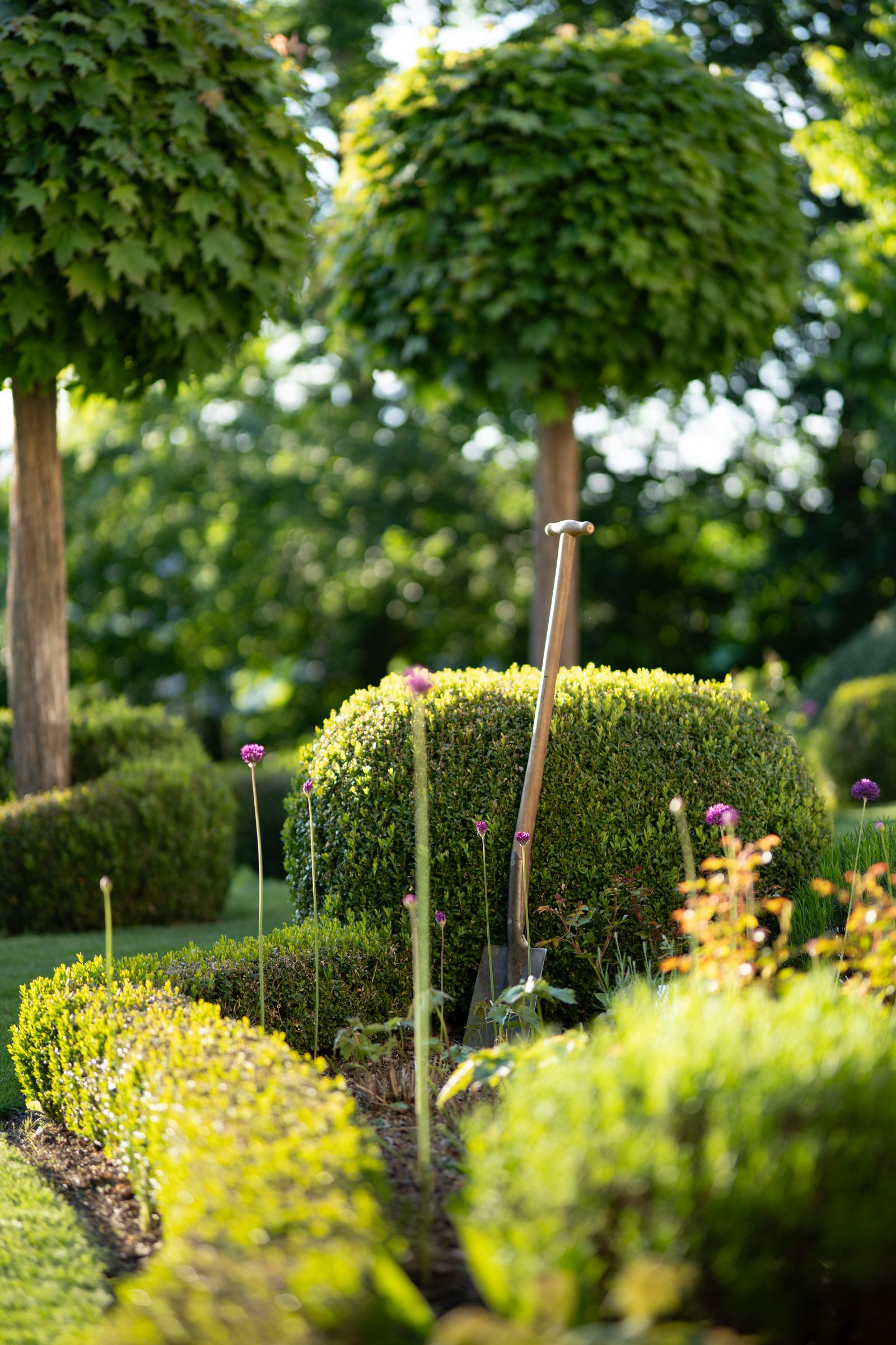 Sculpted garden beds with topiary shrubs
