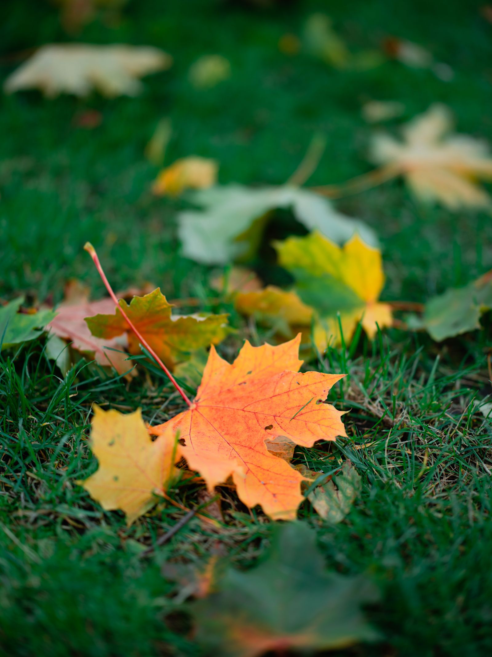 Autumn maple leaves on green grass