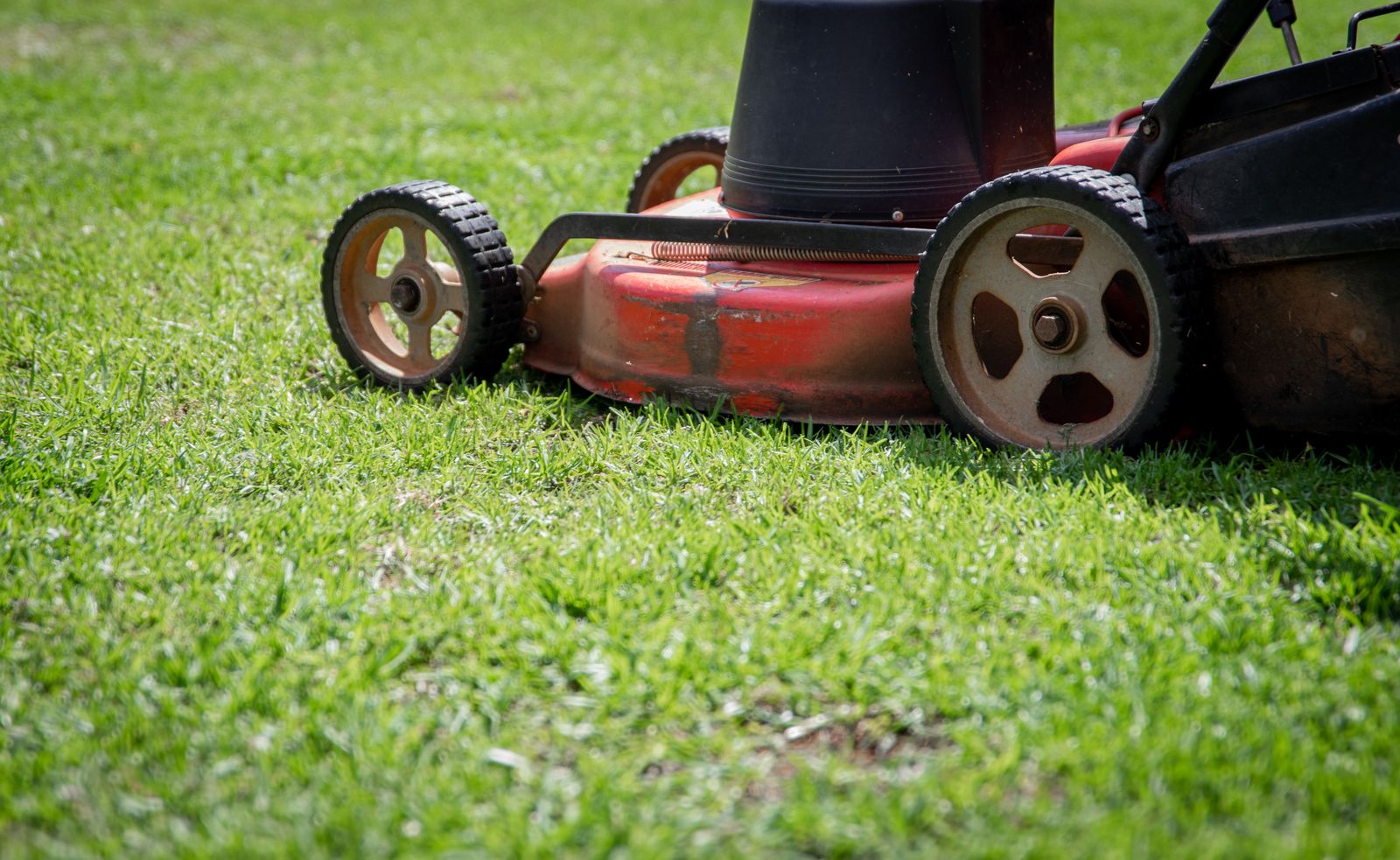 Push mower cutting fresh green grass